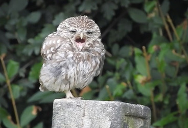 TINY YAWNING OWL