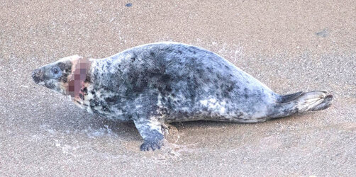 Seal with rope wrapped so tightly around her neck skin had grown over it is finally set free Seal with rope wrapped so tightly around her neck skin had grown over it is finally set free