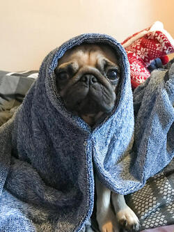 BATHROOM PUG