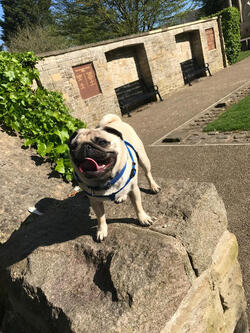 BATHROOM PUG BATHROOM PUG