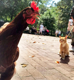 Chicken best friends with horse dog cat and even a racoon