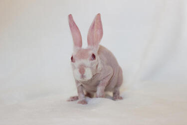 BALD BUNNY THAT WAS DESTINED FOR DEATH SHOOTS TO SOCIAL MEDIA STARDOM AFTER GETTING A SECOND LEASE ON LIFE