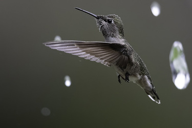 STUNNING HUMMINGBIRD PIERCES WATER DROPLET WITH ITS BEAK