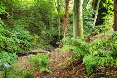 LUCKY DAD CAN ESCAPE INTO A FOREST IN HIS BACK GARDEN