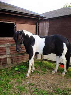 A horse has been left permanently disfigured after sick yobs restrained stabbed and attacked him with knives and hammers in broad daylight A horse has been left permanently disfigured after sick yobs restrained stabbed and attacked him with knives and hammers in broad daylight
