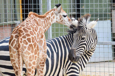 GIRAFFE AND ZEBRA FRIENDS