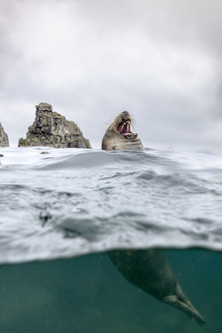 SEAL LARIOUS CAPTURE Grey Seal Caught Yawning Up A Storm SEAL LARIOUS CAPTURE Grey Seal Caught Yawning Up A Storm