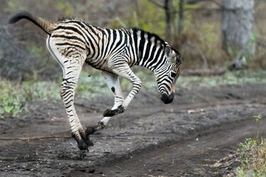 Jumping for Joy Zebra
