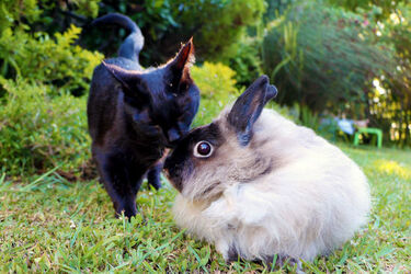 Wheelchair bunny Eddie