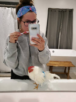 WHAT AN EGGCITING LIFE RESCUE CHICKENS SAVED FROM DEATH BY ANIMAL LOVER NOW LIVE LIKE PAMPERED PET DOGS IN LUXURY FARMHOUSE