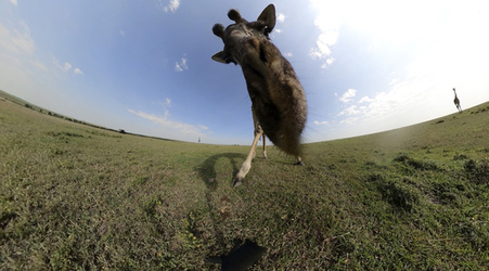 GIRAFFES CHECK OUT 360 VIDEO CAMERA
