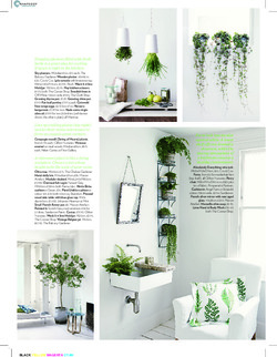 Displaying house plants 2 