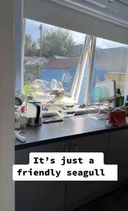 VIDEO Sous gull chef Mother left fuming after unwanted flying rat causes havoc in her KITCHEN