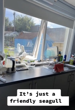 VIDEO Sous gull chef Mother left fuming after unwanted flying rat causes havoc in her KITCHEN