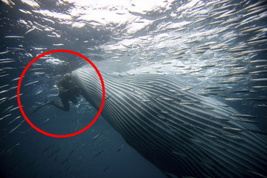 Whale Almost Swallows Diver Whale Almost Swallows Diver