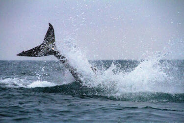 GREAT WHITE SHARK BREACH