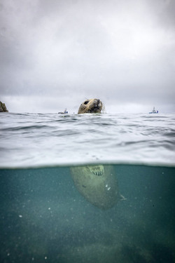 SEAL LARIOUS CAPTURE Grey Seal Caught Yawning Up A Storm SEAL LARIOUS CAPTURE Grey Seal Caught Yawning Up A Storm