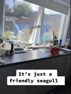 VIDEO Sous gull chef Mother left fuming after unwanted flying rat causes havoc in her KITCHEN