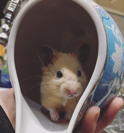 HOUDINI HAMSTER FAMILY PUT DOWN CRASH MAT FOR ESCAPOLOGIST PET WHO REPEATEDLY PLUNGES FROM CEILING