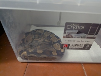 Huge python found abandoned and freezing outside block of flats