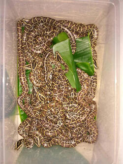 PYTHONS GIVE BIRTH 56 SNAKELINGS