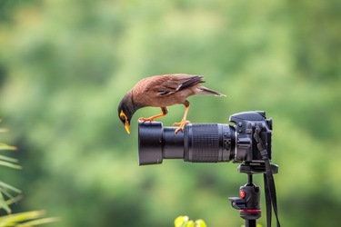 STUNNING images show a curious bird exploring a set camera poking deep in its lens. STUNNING images show a curious bird exploring a set camera poking deep in its lens.