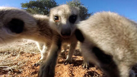 MEERKATS ATTACK GO PRO
