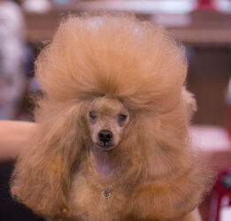 Things that look like Donald Trump