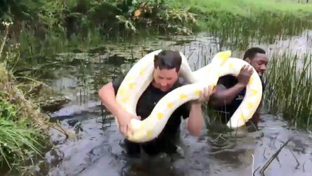 Rugby Star Hauls Giant Snake Out Of Lake