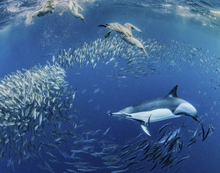 Whale Almost Swallows Diver Whale Almost Swallows Diver