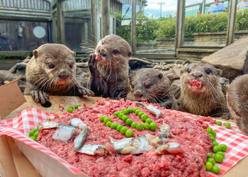 Otter gets surprise birthday cake at zoo