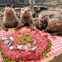 Otter gets surprise birthday cake at zoo