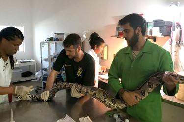 SLITHERING CYCLES 7FT SNAKE FOUND HIDING IN WASHING MACHINE