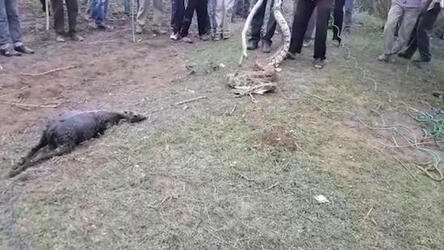 VISUALS SHOW WILDLIFE WORKERS PULLING OUT GOAT FROM 15 FEET LONG PYTHON S MOUTH VISUALS SHOW WILDLIFE WORKERS PULLING OUT GOAT FROM 15 FEET LONG PYTHON S MOUTH