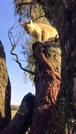 LION CUBS MONKEY AROUND