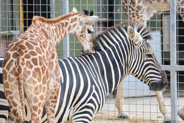 GIRAFFE AND ZEBRA FRIENDS