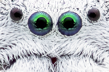 AMAZING SPIDER CLOSEUPS