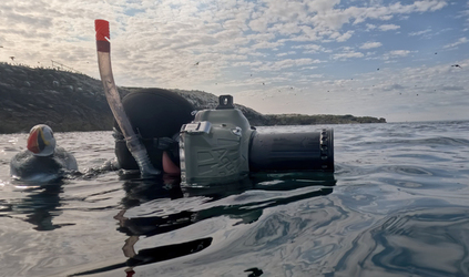 Spot the Fake Puffin Buddy