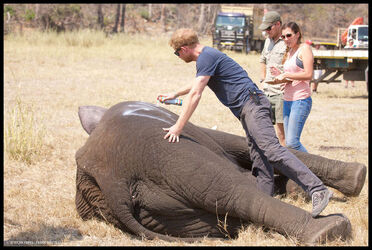 Prince Harry in Africa