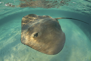 RAY TO GO HUGE STINGRAY LEAPS OUT OF WATER TO POSE FOR SENSATIONAL SELFIE WITH DELIGHTED DIVER