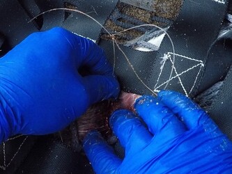 Seal with rope wrapped so tightly around her neck skin had grown over it is finally set free Seal with rope wrapped so tightly around her neck skin had grown over it is finally set free