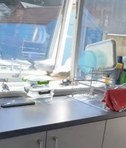 VIDEO Sous gull chef Mother left fuming after unwanted flying rat causes havoc in her KITCHEN