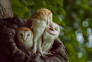 LOVEABLE images show three barn owl fledglings in their nest sharing a cute kiss.