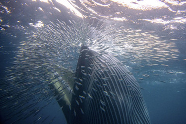 Whale Almost Swallows Diver Whale Almost Swallows Diver