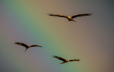 SOME BIRD OVER THE RAINBOW BIRD FLIES AMONGST BEAUTIFUL BRIGHT SKY