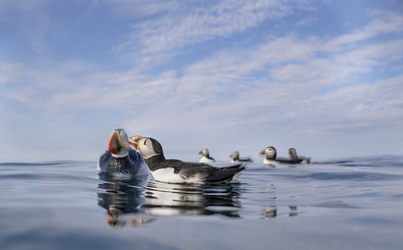 Spot the Fake Puffin Buddy