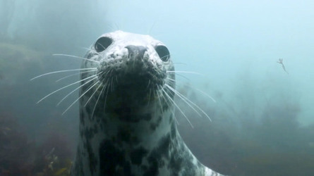 SEAL LARIOUS CAPTURE Grey Seal Caught Yawning Up A Storm SEAL LARIOUS CAPTURE Grey Seal Caught Yawning Up A Storm
