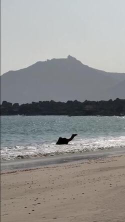 VIDEO Adorable camel rolls around in waves during much needed cool down VIDEO Adorable camel rolls around in waves during much needed cool down