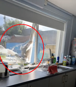 VIDEO Sous gull chef Mother left fuming after unwanted flying rat causes havoc in her KITCHEN