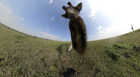 GIRAFFES CHECK OUT 360 VIDEO CAMERA